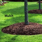 Mulch