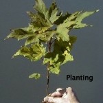 Tree Planting, Storage and Transportation