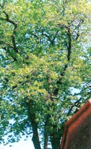 muir_maple