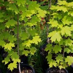 sugarmaple2