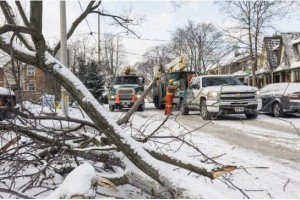 Photo from Toronto Star Article: January 2nd - Ice storm most ‘devastating’ event to hit Toronto’s trees, climatologist says