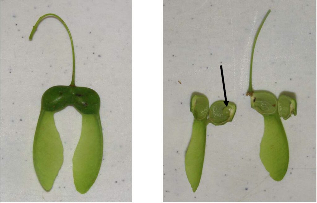 Left – Sugar maple samara, late June 2006 – both seed appear to be developing. Right – But once cut open, you see only one has a developing seed (left side) that as yet only partially fills the seed cavity. This is normal for sugar maple. Photo credits – Barb Boysen