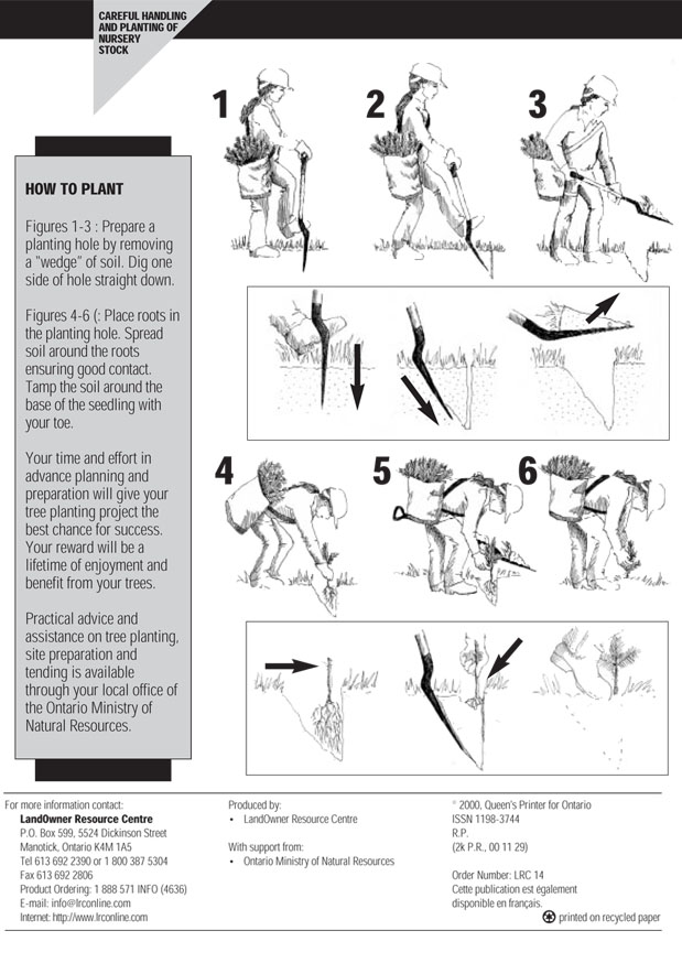 CAREFUL HANDLING AND PLANTING OF NURSERY STOCK