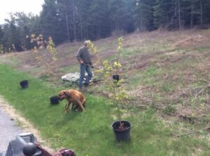 Ready for planting in Uxbridge, Ontario