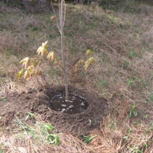Maple saplings freshly planted