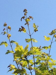 sick maple tree