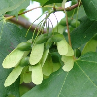  Immature sugar maple seed Photo credit: City of Toronto - Parks, Forestry and Recreation