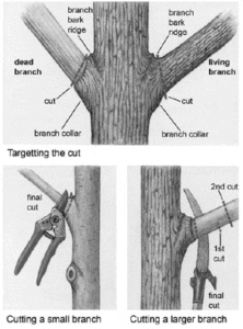 Pruning techniques - Credit: www.bgky.org.tree/images