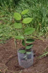 The young disease resistant white elm tree planted in its new home with rodent protective collar set in place.