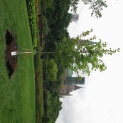 Native Canadian Sugar Maple tree