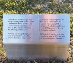 Major Hill's Park - Plaque beside large sugar maple planted on June 9th, 2015 to formalize NCC's partnership with Maple Leaves Forever
