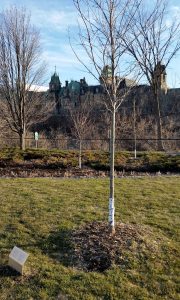 Major Hill's Park - Large sugar maple planted on June 9th, 2015 to formalize NCC's partnership with Maple Leaves Forever