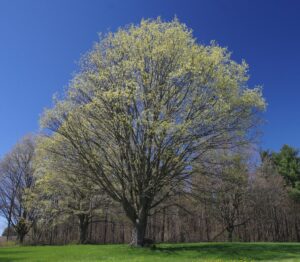 Spring maples with a yellowish cast indicate good seed production