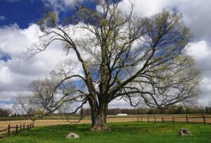 Early spring with clusters of maple flowers on tree (May 5, 2016)