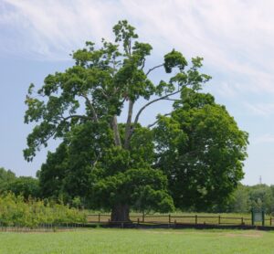 Small park where the Comfort Maple grows (June 15, 2016)