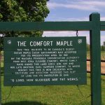 Wooden sign in park with history of the Comfort Maple
