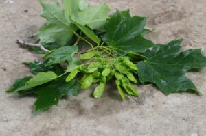 Branch clipping with immature seed, cut from Comfort Maple by squirrel (June 8 , 2016)