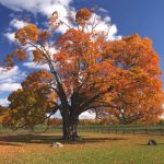 Comfort Maple decked in fall colours. (Fall 2015)