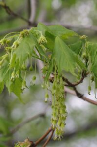 Male and female flowers with developing leaves. (May 5, 2016)