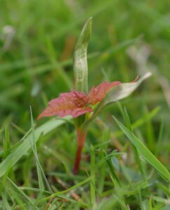 New sugar maple seedling in grass under Comfort Maple (4 - 5 cm tall) (late May 2016)