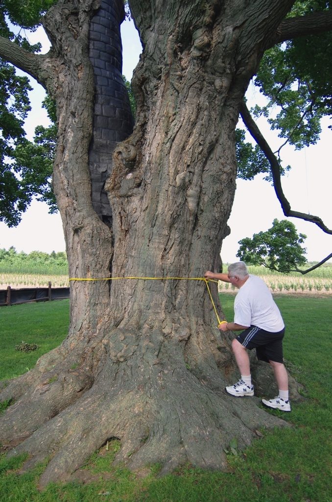 Tree diameter 645 cm - note the brick and mortar repairs made after lightning strike in the '60s - Photo: August 13, 2015