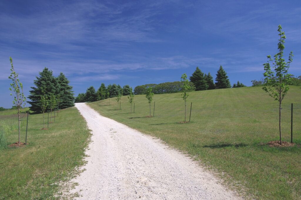 Laneway after tree planting, Spring 2016