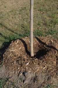 IMGP7046 ds