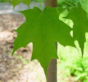 New Mh leaves