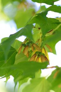 Mature sugar maple seed October 5, 2015
