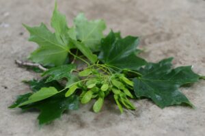 Immature sugar maple seed June 15, 2016