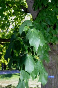 Leaf characteristics black maple October 5, 2015 