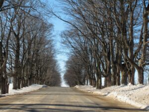 Heritage Planting near "The Maples" between Orangeville and Fergus. These Sugar maples are estimated to be 100 - 125 years old.