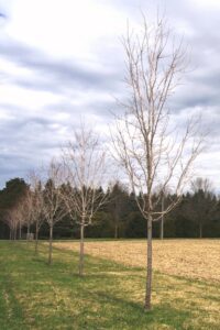 New generation of roadside maples planted after road construction.