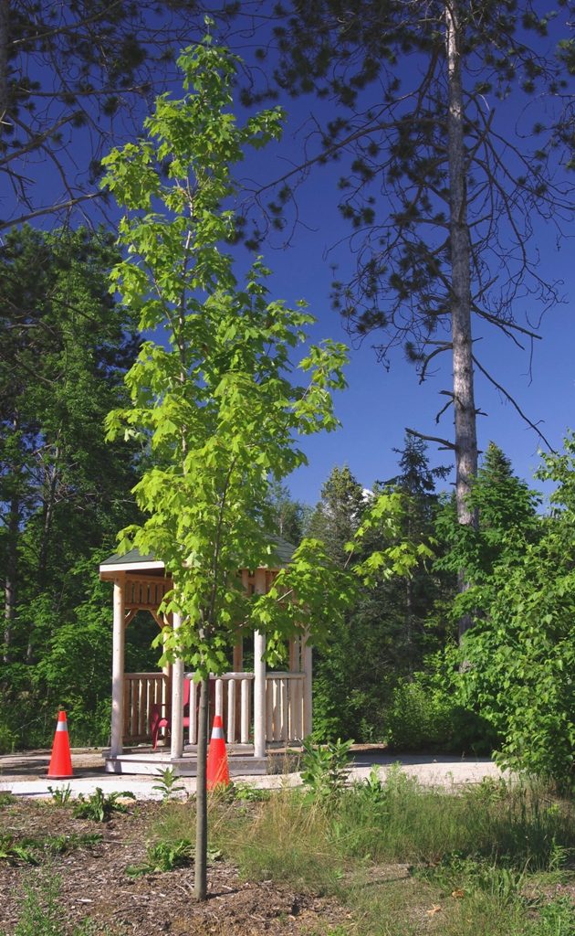 Sugar maple tree planted in Afghanistan Veterans Park, West of Barrie