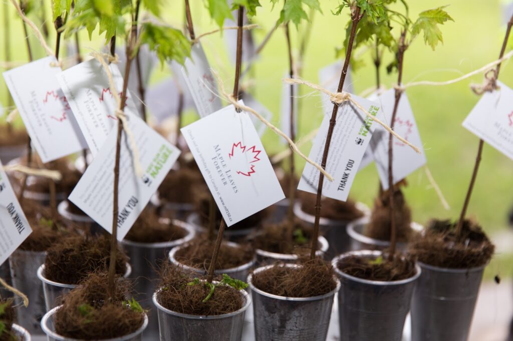 Mini maple saplings ready to take home - Mill Pond, Ontario
