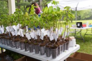 MLF sponsored saplings - Mill Pond, Ontario