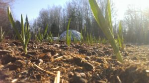 Early garlic sprouts with dome structure in background