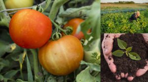 Organic food grown on the farm