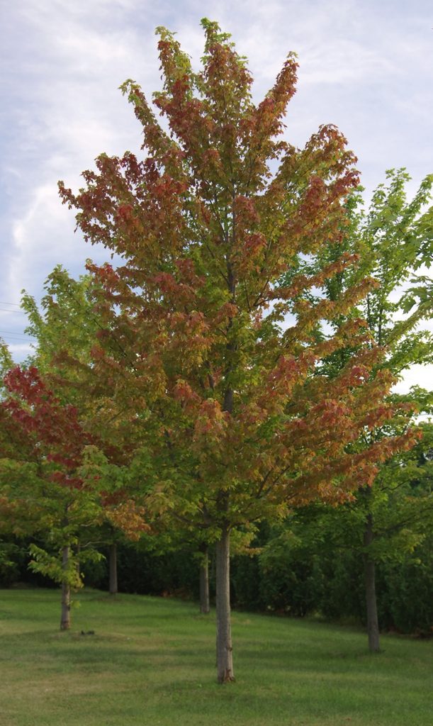 A less severely damaged maple showing random leaf colour change. 