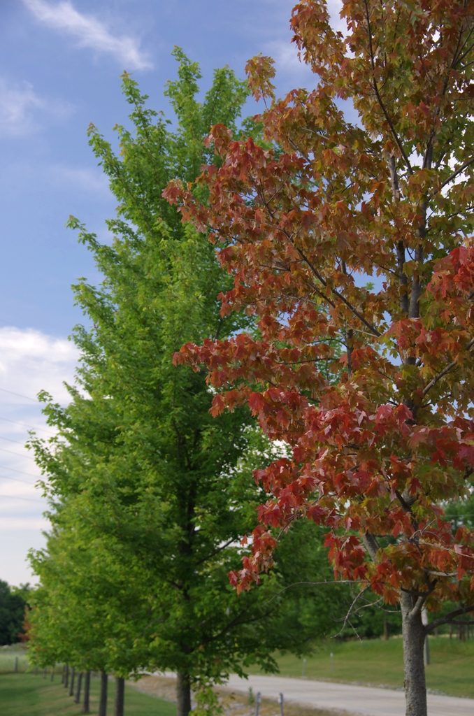 Some maples exhibiting premature leaf colour change. Note the other healthy (green) maples.