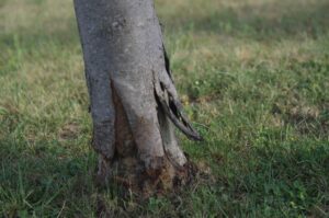 Severe damage to base of tree trunk caused by string trimmer. 