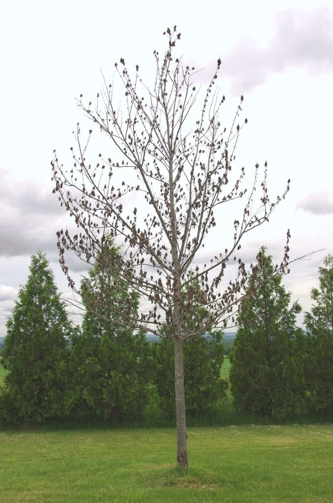 New leaves withered and turned brown on the damaged trees.