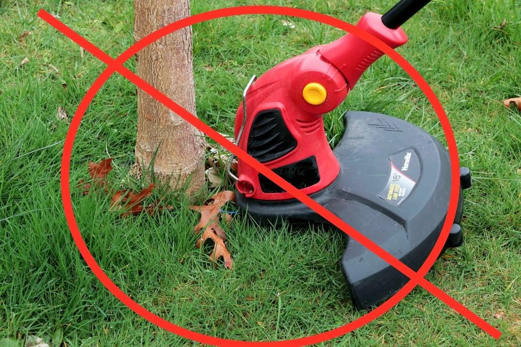 Lesson Learned Weed trimmers can kill trees Maple Leaves Forever