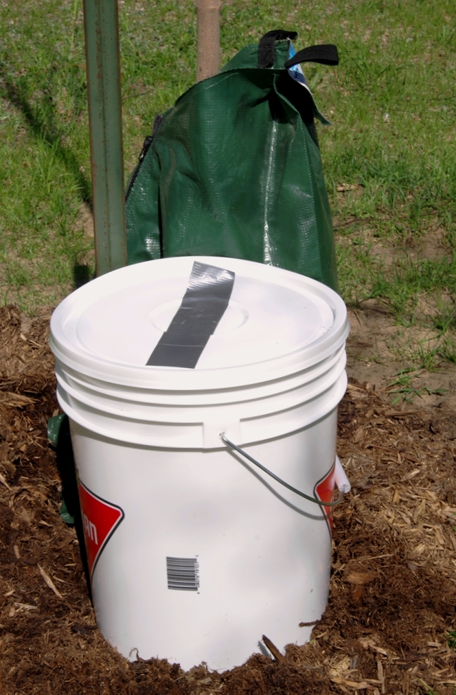  Alter the location of the bucket placement relative to the tree trunk by 90 degrees each time you water.