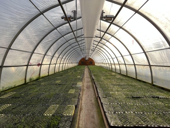 Pineneedle Farms' high-roof greenhouse