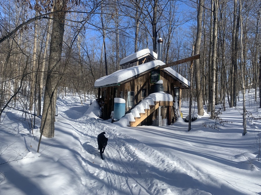 Indigenous Origins of Sugaring