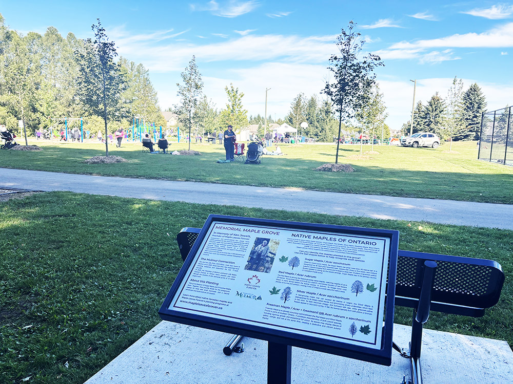 The new Memorial Maple Grove with commemorative plaque